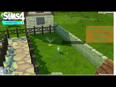 2nd YouTube video about how to clean chickens sims 4