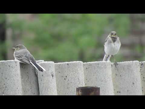 ТРЯСОГУЗКИ