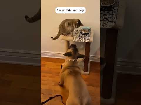 Funny dog videos#dogs #pets #funny #fumnyvideos #Funny animals #foryou #Toxi