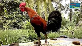 Download lagu Kumpulan Suara Kokok Ayam Pelung Juara Wajib Dilihat mp3 Download lagu Kumpulan Suara Kokok Ayam Pelung Juara Wajib Dilihat mp3