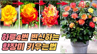 향장미 트위스터 셀렉트 제대로 키우는법 (1부)