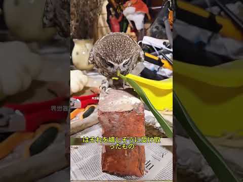 #YouTube  # フクロウ # 神秘的な動物 # 自然