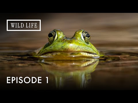 Colombia: Where Oceans, Andes & Amazon Meet | Destination Wild: Wild Colombia | Episode 1