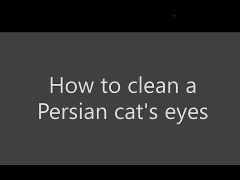 How to clean a Persian cat's eyes