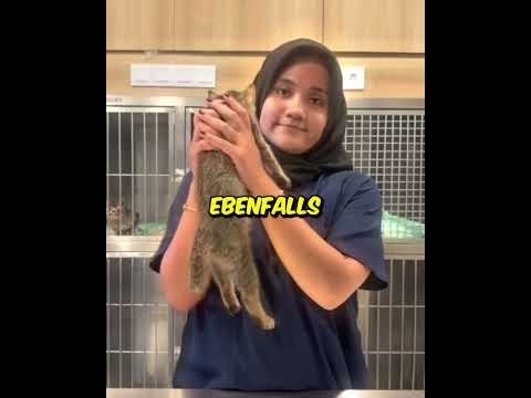 So hältst du eine KATZE…😮