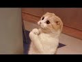 Cat Rcaction To Cutting Cake Dog Cake Compilation