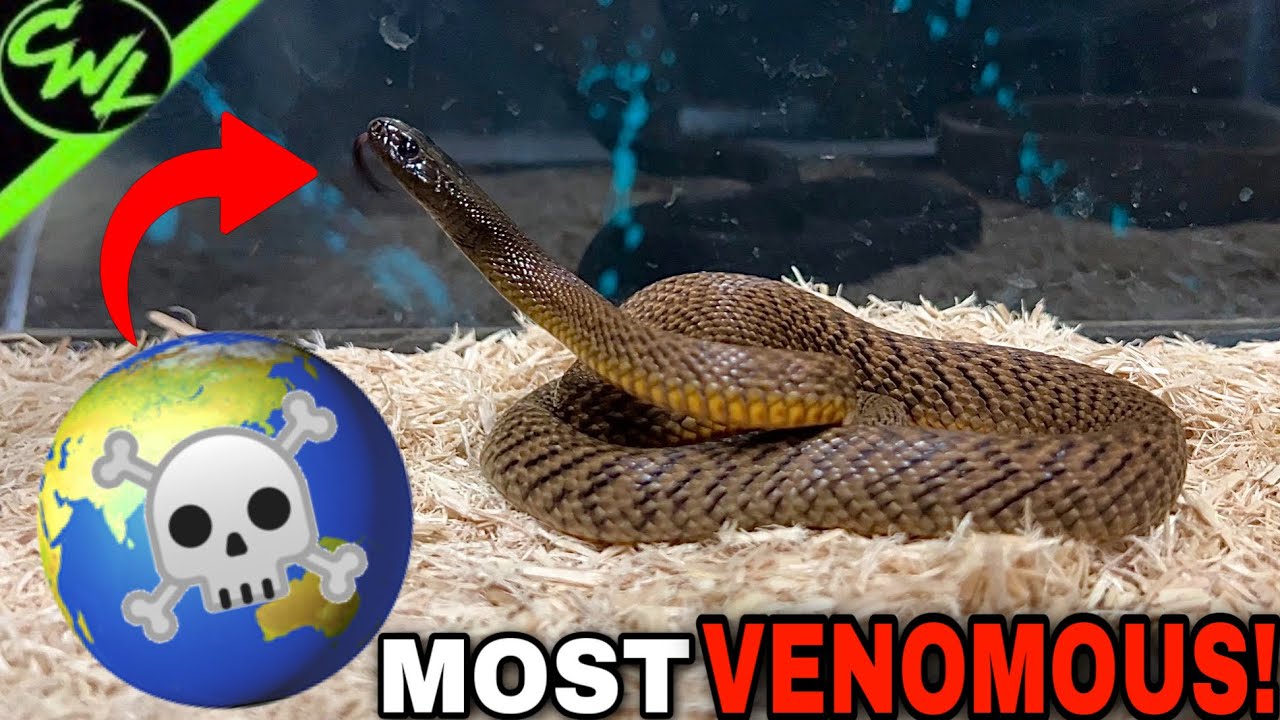 World's Most VENOMOUS Snake!