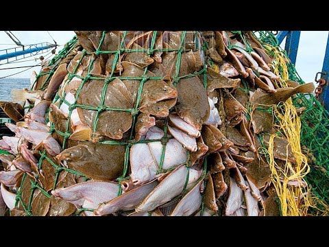 Everyone Should Watch This Fishermen's Video - Big Net, Harvesting Hundreds tons Halibut On Boat