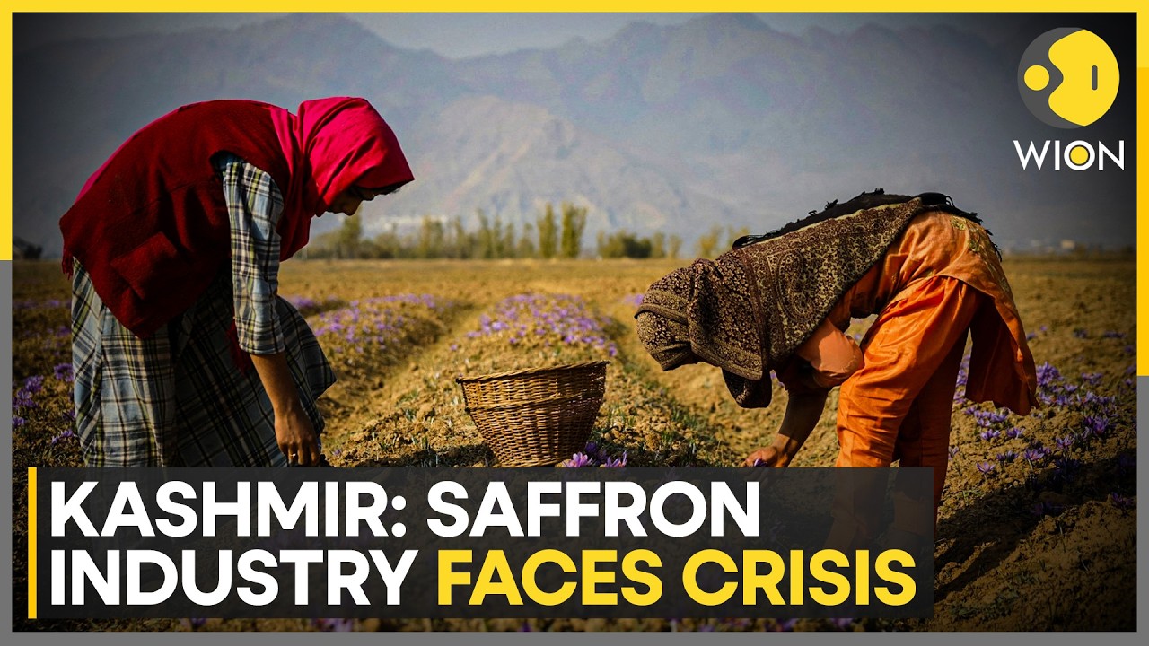 Porcupine Menace Threatens Kashmir’s Saffron Industry, Farmers Seek Urgent Government Help | WION