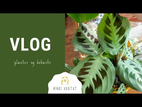 VLOG | Planter og dyrking | Har Bokashikomposten blitt til jord?