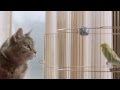 Freeview TV Ad - Cat & Budgie #catandbudgie ...
