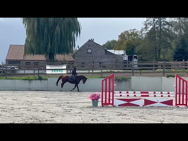 Hongre de 7 ans, +-1m65, BWP, par Nixon vh Meulenhof