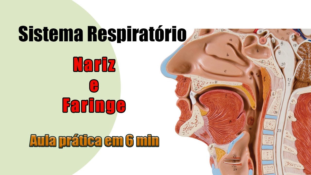 Anatomia Respiratória - Nariz e Faringe - Aula Prática