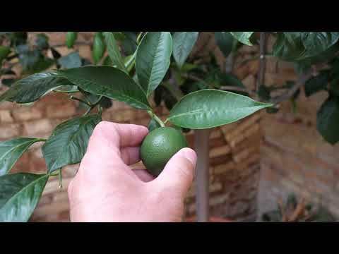 2019.08-09, Italy, Tortoreto Lido, Part 05 - Loreto Aprutino