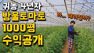 혼자서 농사 지으면 얼마나 벌까? 26살, 청년농부의 하루 [방울토마토 농사] 농사왕 재배맨 2편