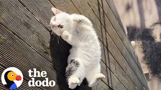 Couple Rescues Stray Cat On Their Vacation | The Dodo