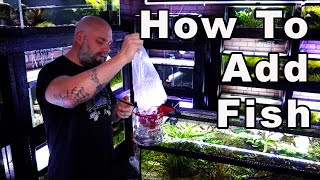 Beginners Guide to The Aquarium Hobby Part 4: How to Add New Fish (Science-Based)