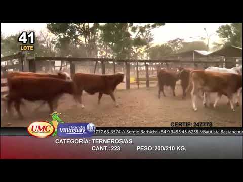 Lote 223 Terneros/as en Gral. San Martín, Chaco