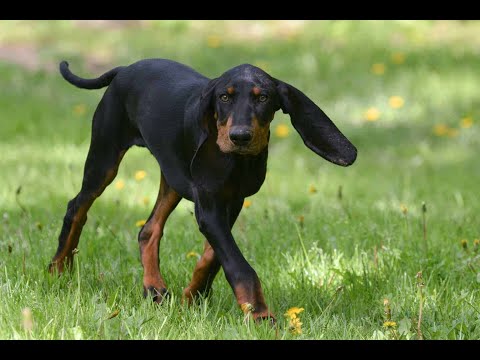 [Black And Tan Coonhound] pros and cons of owning Black and Tan Coonhounds