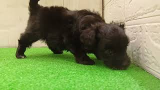 ハーフ犬の動画01