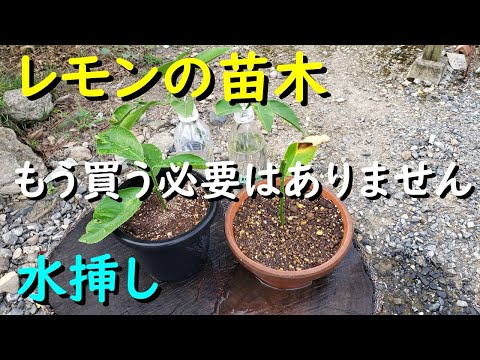 レモンの木の挿し木を4つの簡単なステップで行うには?掛け算に最適な時期はいつですか?  庭園