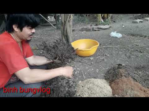 cách trồng mai phôi đơn giản dể sống