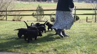 Black Labrador Retriever and Newfoundland Puppies For Sale