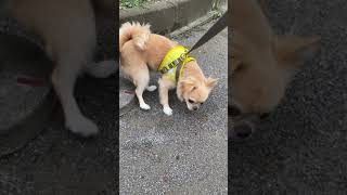 【チワワ】続編・散歩中のちょっとしたジャンプ姿を見てくれ。 #Shorts