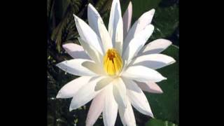 Download lagu Teratai Putih mp3