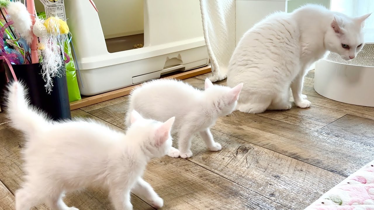 ママと勘違い⁈先住猫を追跡するパヤパヤ子猫【白玉ちゃん＆坊ちゃん＆たこやき君日記】Mistaking the senior cat for mom??