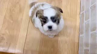 ハーフ犬の動画01