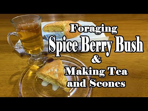 Foraging Spice Berry Bush & Making Tea and Scones