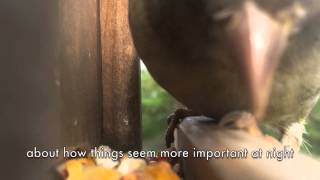 The Triangles - "Applejack" LYRIC VIDEO! (Limited vinyl out 5/23/14!)