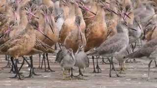 Biodiversity and Me | Foreign Figures - Force Of Nature