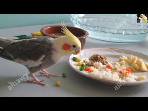 , title : 'أفضل الأطعمة المفيدة صحيا لطائر الكوكتيل طائر الكروان'