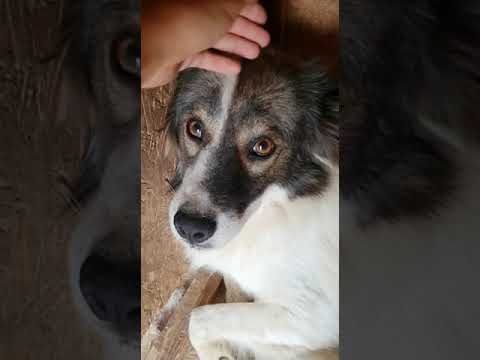 Cosmin sucht ein Zuhause