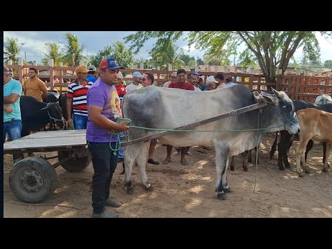 FEIRA DO GADO DE LAGOA DE PEDRAS-RN 17.08.2026