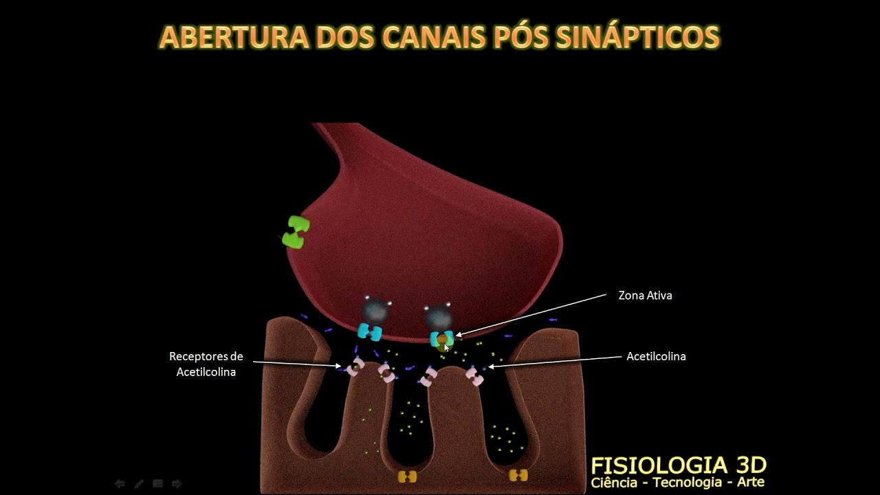 junção neuromuscular