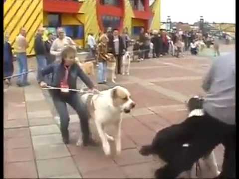 Central Asian Shepherd