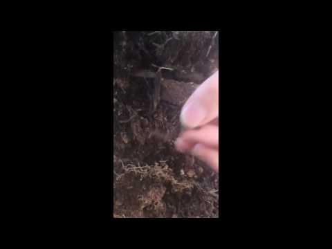 Worm Grunting (with Kayla and Lauren)