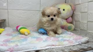 ハーフ犬の動画01