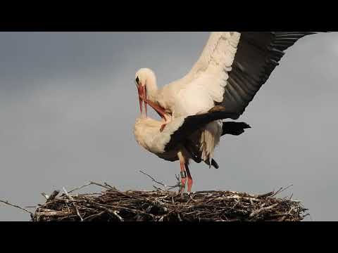 Bocianie hniezdo-Valča