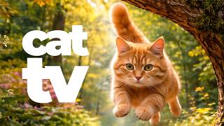 TV For Cats 🐱 Birds, Wildlife & Nature Videos for Cats | Soothing Cat Music and Bird Video
