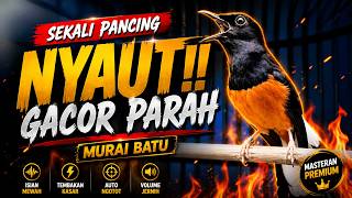 Download lagu PANCINGAN MURAI BATU PAGI HARI FULL ISIAN TEMBAKAN, AMPUH BIKIN MURAI BATU BONGKAR ISIAN mp3