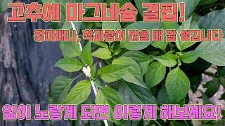 고추에 마그네슘 결핍현상이 있다고요??!!!! 고추 농사 잘 짓는 농사의여신 비법!!!