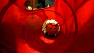 Bones and His Red Tube 01