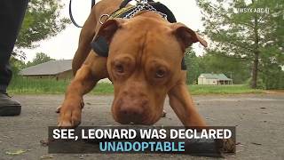 Meet Leonard, Ohio&#39;s First Pit Bull Police Dog | DOGS YOU SHOULD KNOW ABOUT