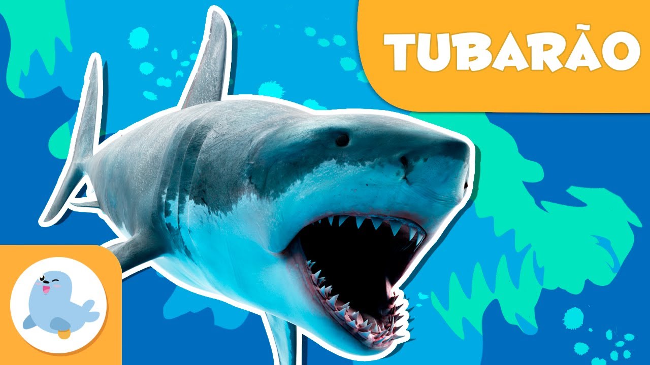O tubarão 🦈 Animais para crianças 🌊 Episódio 8