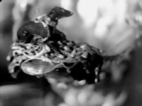 Die Barockstadt Dresden ∙ Baroque city of Dresden ∙ Pre war Germany 1936