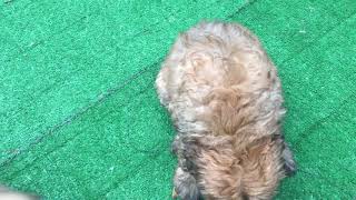 Video preview image #11 Bouvier Des Flandres Puppy For Sale in PITTSBURGH, PA, USA